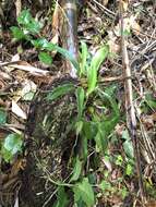 Imagem de Bulbophyllum umbellatum Lindl.