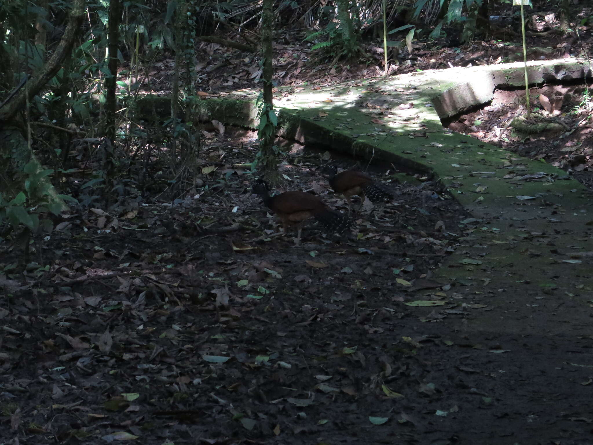 Image of Great Curassow