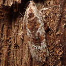 Image of Agonopterix hypericella Hübner 1816