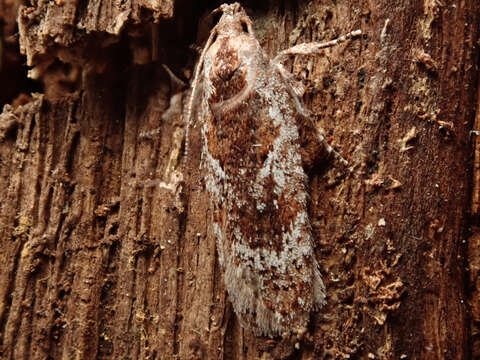 Image of Agonopterix hypericella Hübner 1816