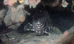 Image of Barred-chest Rock-cod