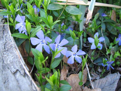 Image of Common Periwinkle