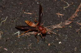 Image of Polistes mexicanus Bequard 1940