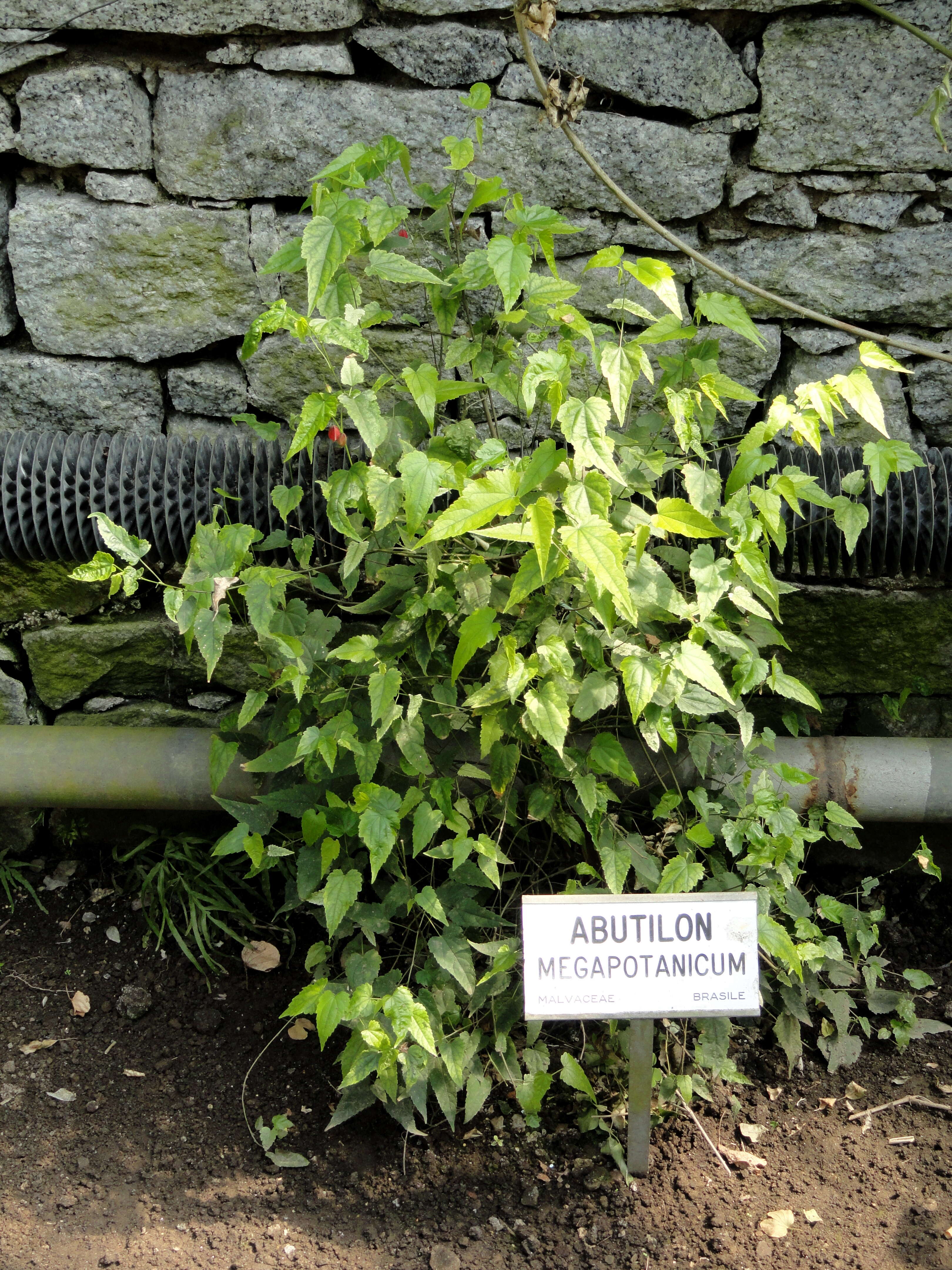 Image of trailing abutilon