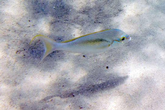 Image of Barred-face spine-cheek