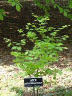 Image of Keijo Maple