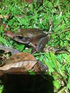 Image of Northern Barred Frog