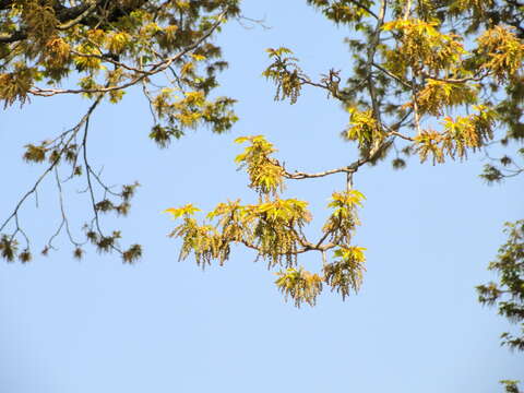 Image of Javanese bishopwood