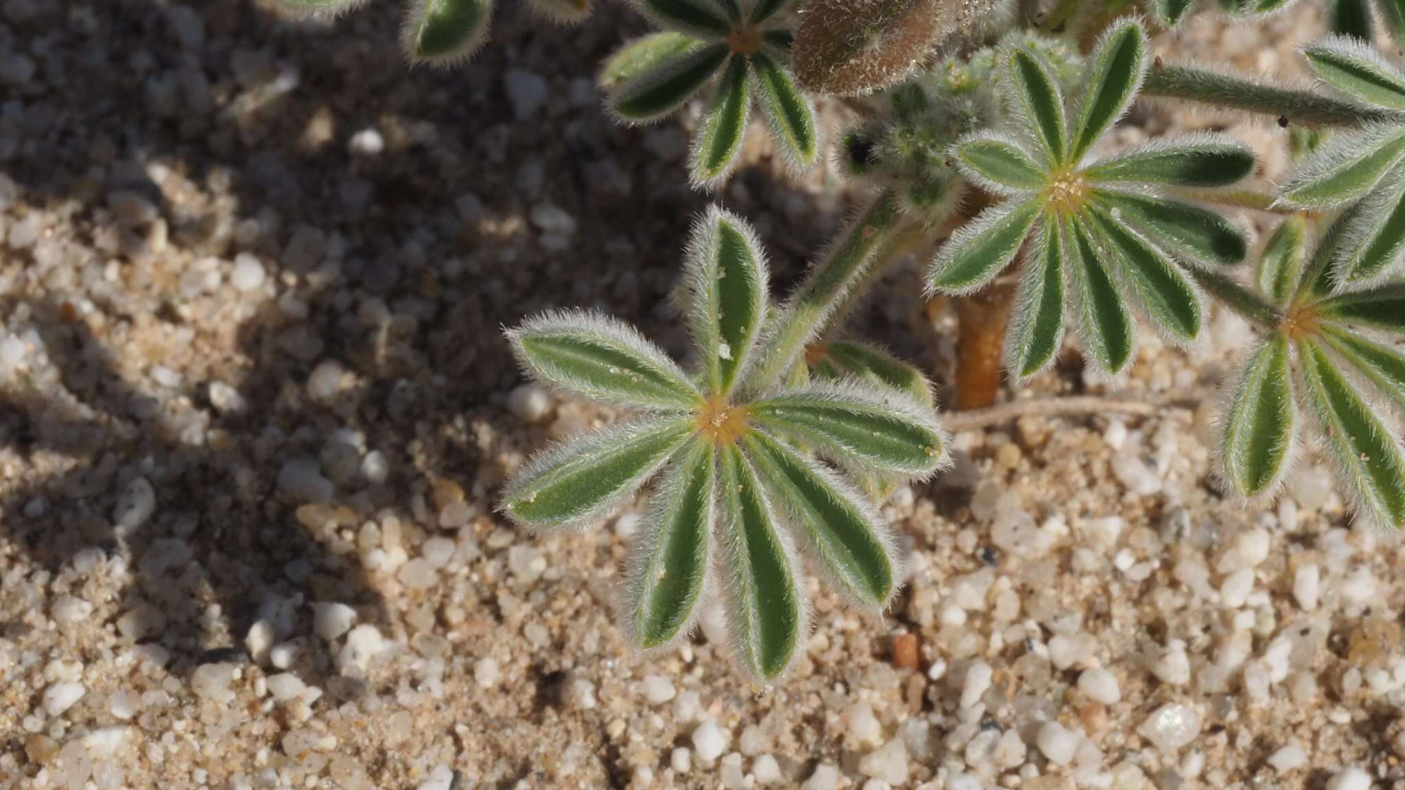 Image of purple desert lupine