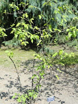 Image of Bodinier's beautyberry