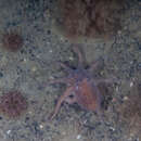 Imagem de Octopus tehuelchus d'Orbigny