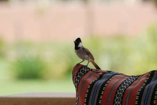 Image of White-eared Bulbul