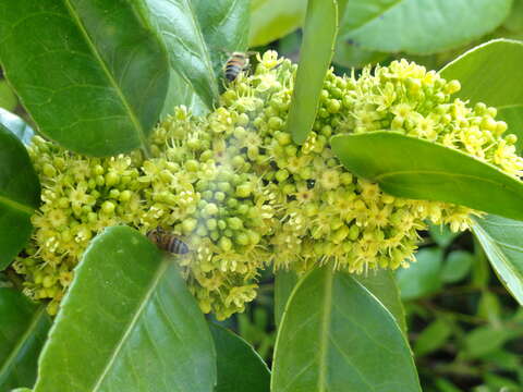 Image of Ilex latifolia C. P. Thunb. ex A. Murray