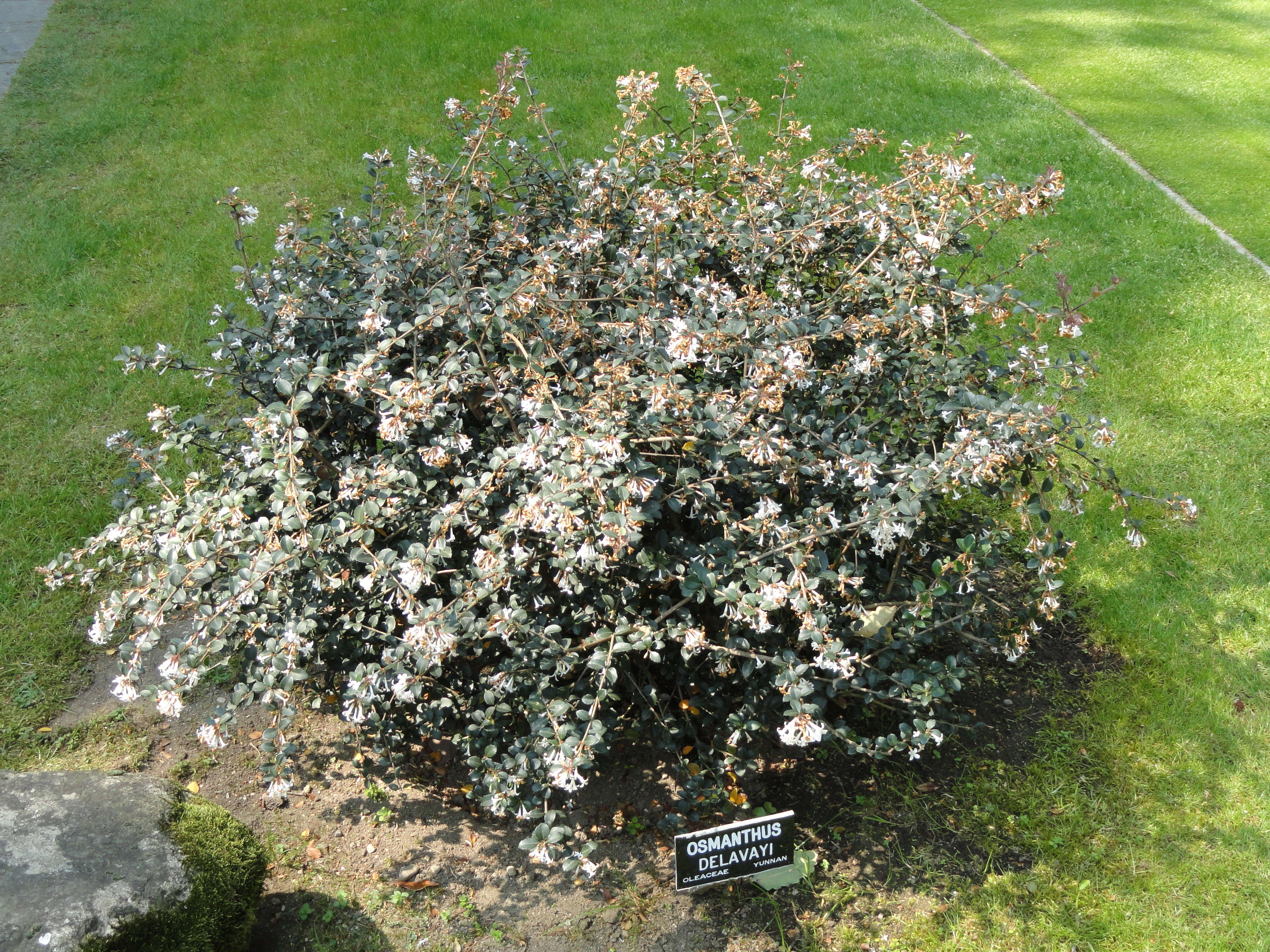 Image of Osmanthus delavayi Franch.