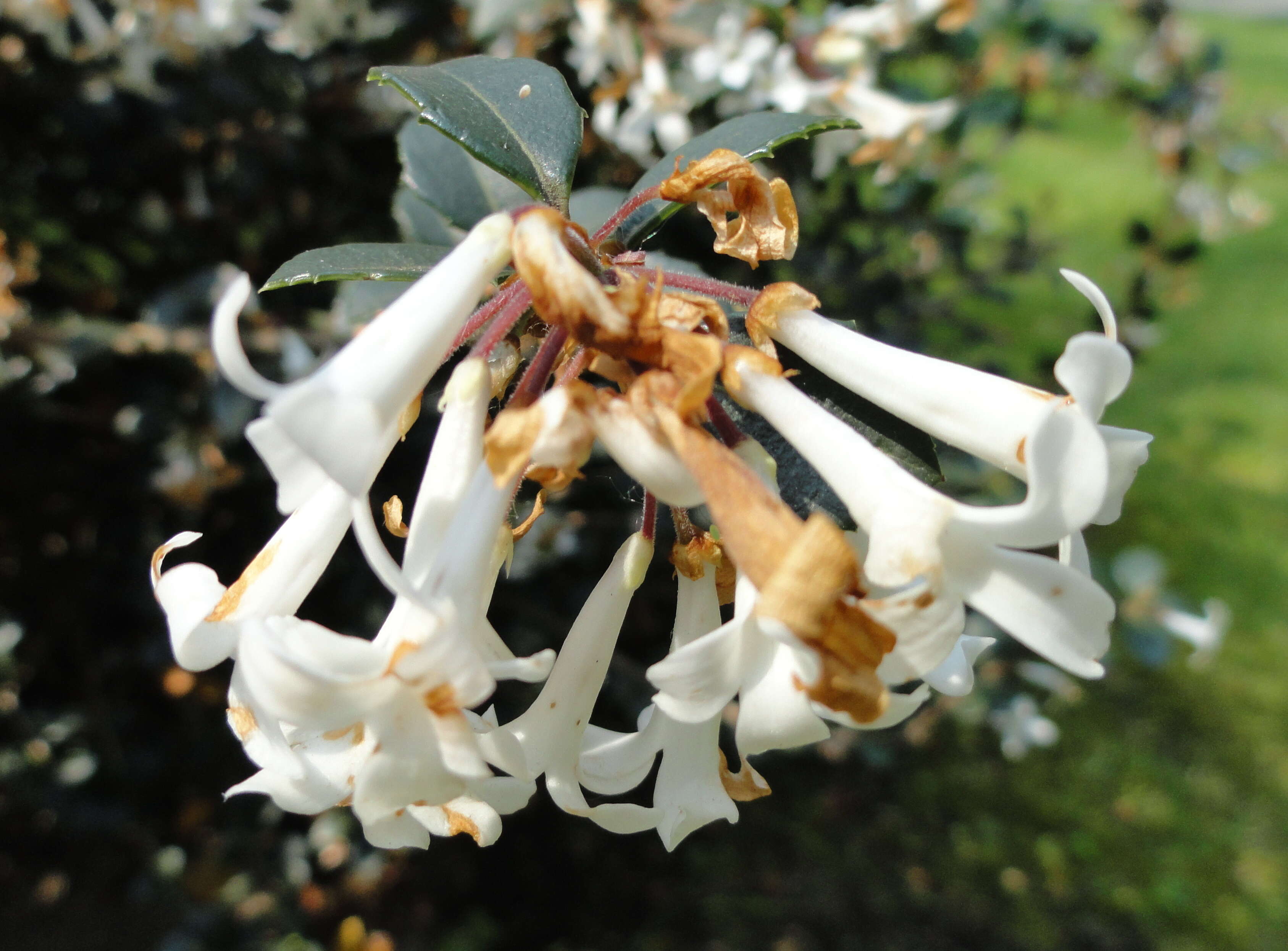 Image of Osmanthus delavayi Franch.