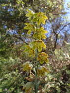 Image of Ojai fritillary