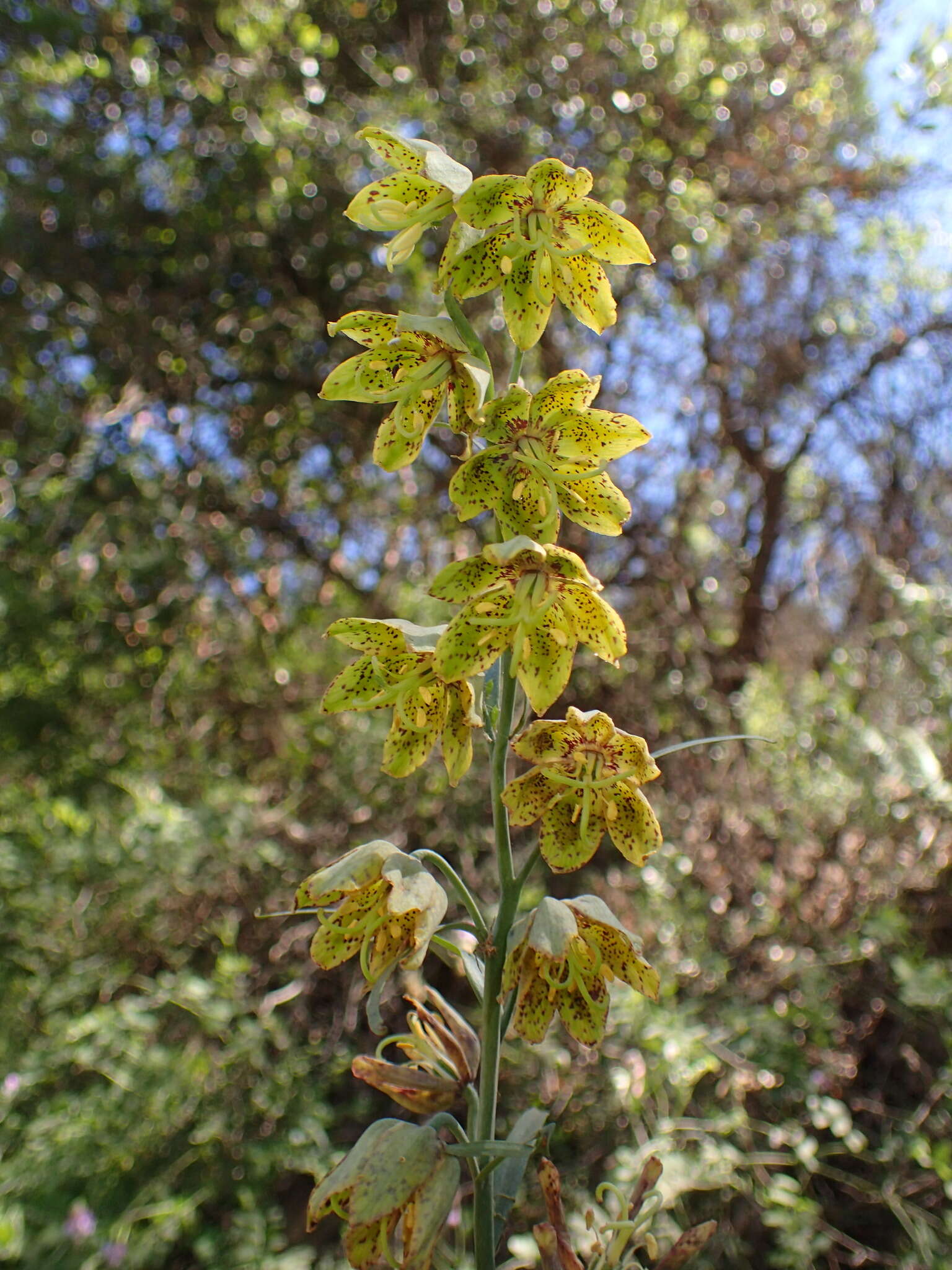 Image of Ojai fritillary