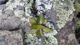 Image of Echeveria tamaulipana Mart.-Aval., Mora-Olivo & M. Terry