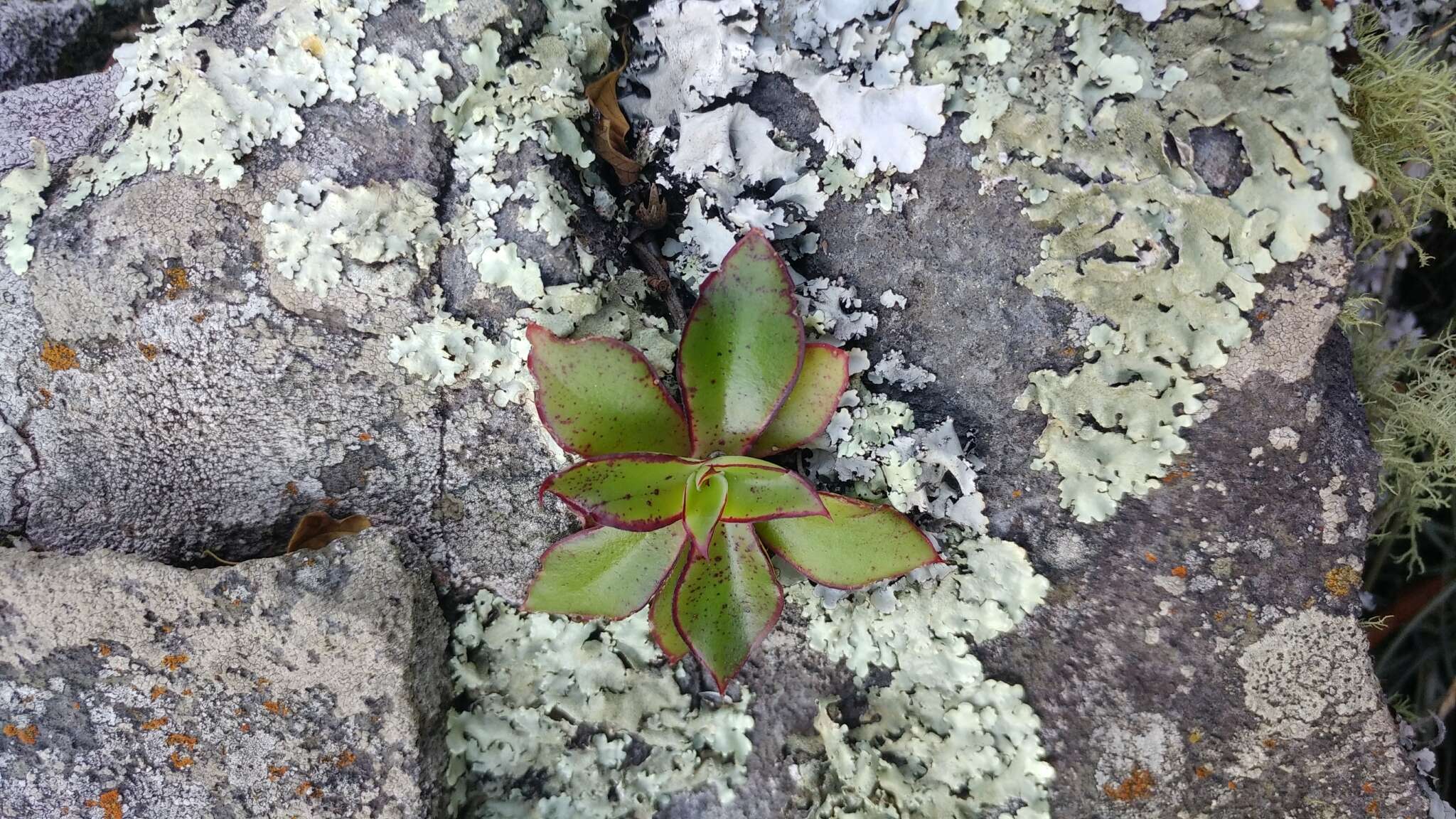 Image of Echeveria tamaulipana Mart.-Aval., Mora-Olivo & M. Terry