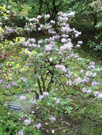 Imagem de Rhododendron oreotrephes W. W. Smith