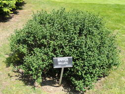 Image of Japanese meadowsweet