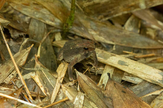 Ingerophrynus parvus (Boulenger 1887) resmi