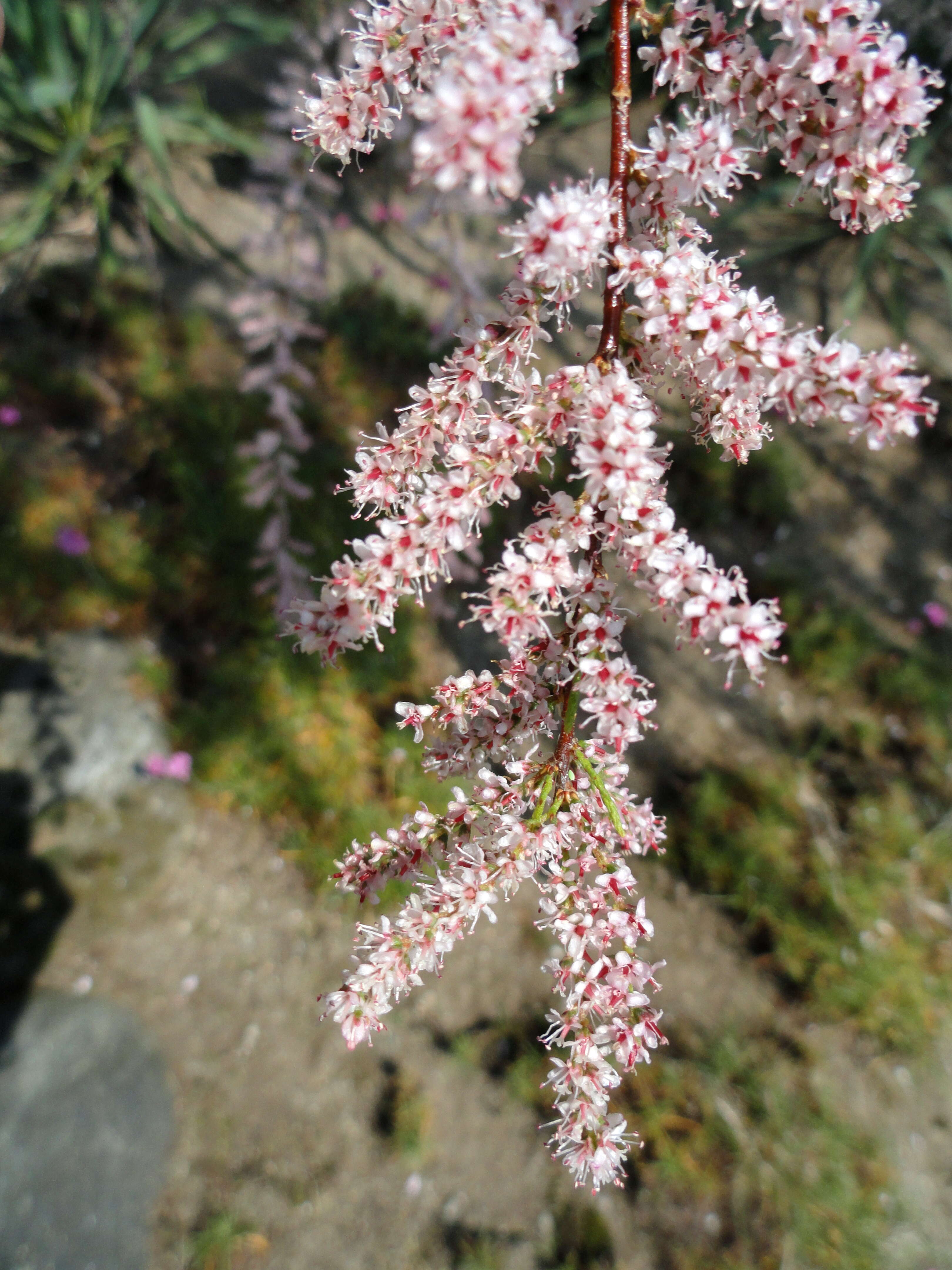 Imagem de Tamarix gallica L.