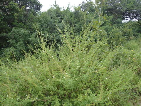 Image of Endostemon obtusifolius (E. Mey.) N. E. Br.