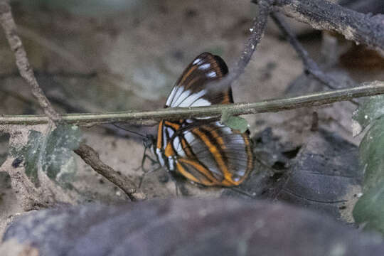 Image of <i>Adelpha epione</i>