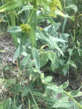 Image of Euphorbia salicifolia Host