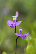 Calopogon tuberosus (L.) Britton, Sterns & Poggenb.的圖片