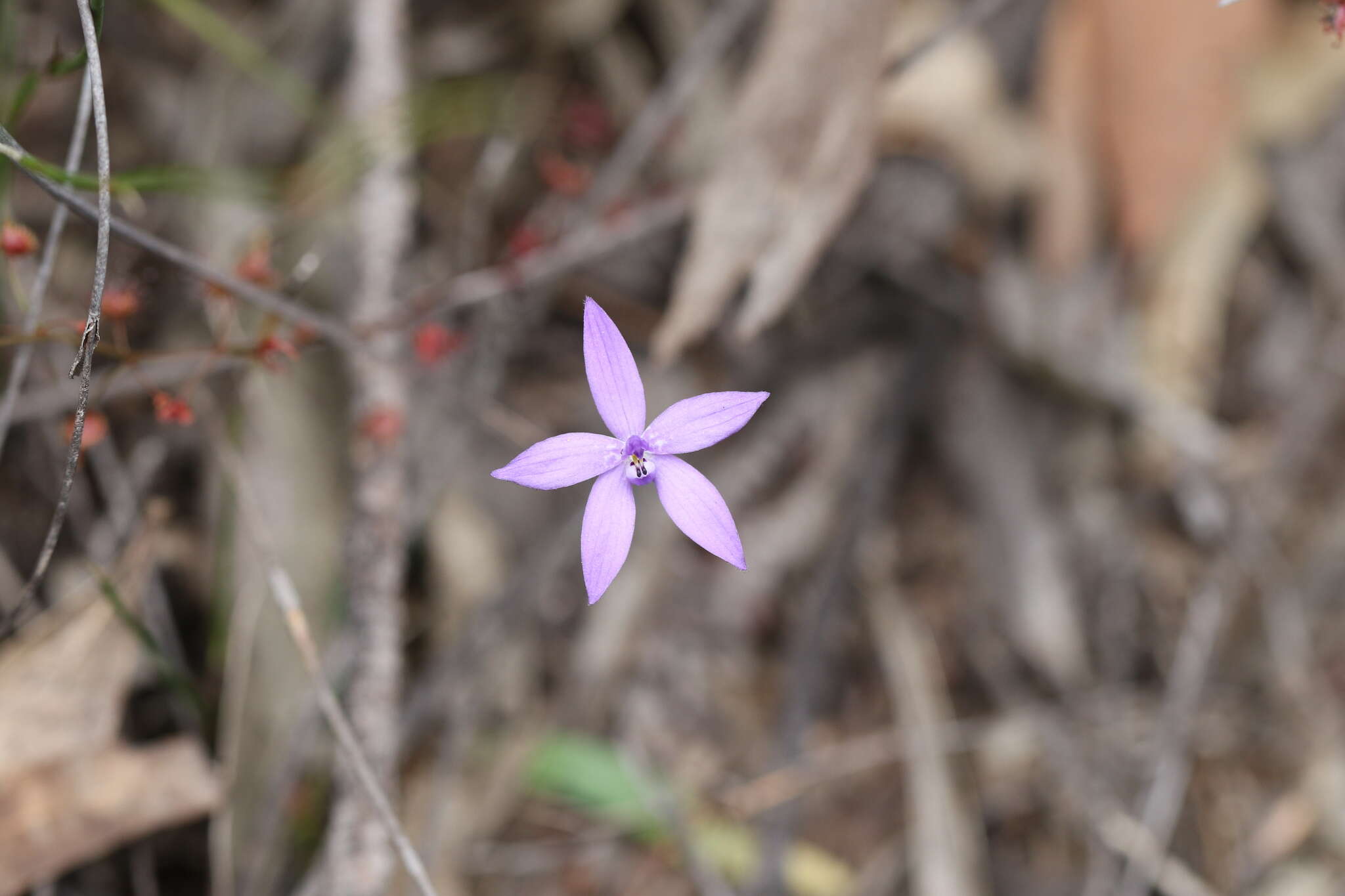 Image of Small waxlip orchid