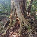 Image of Ficus watkinsiana F. M. Bailey