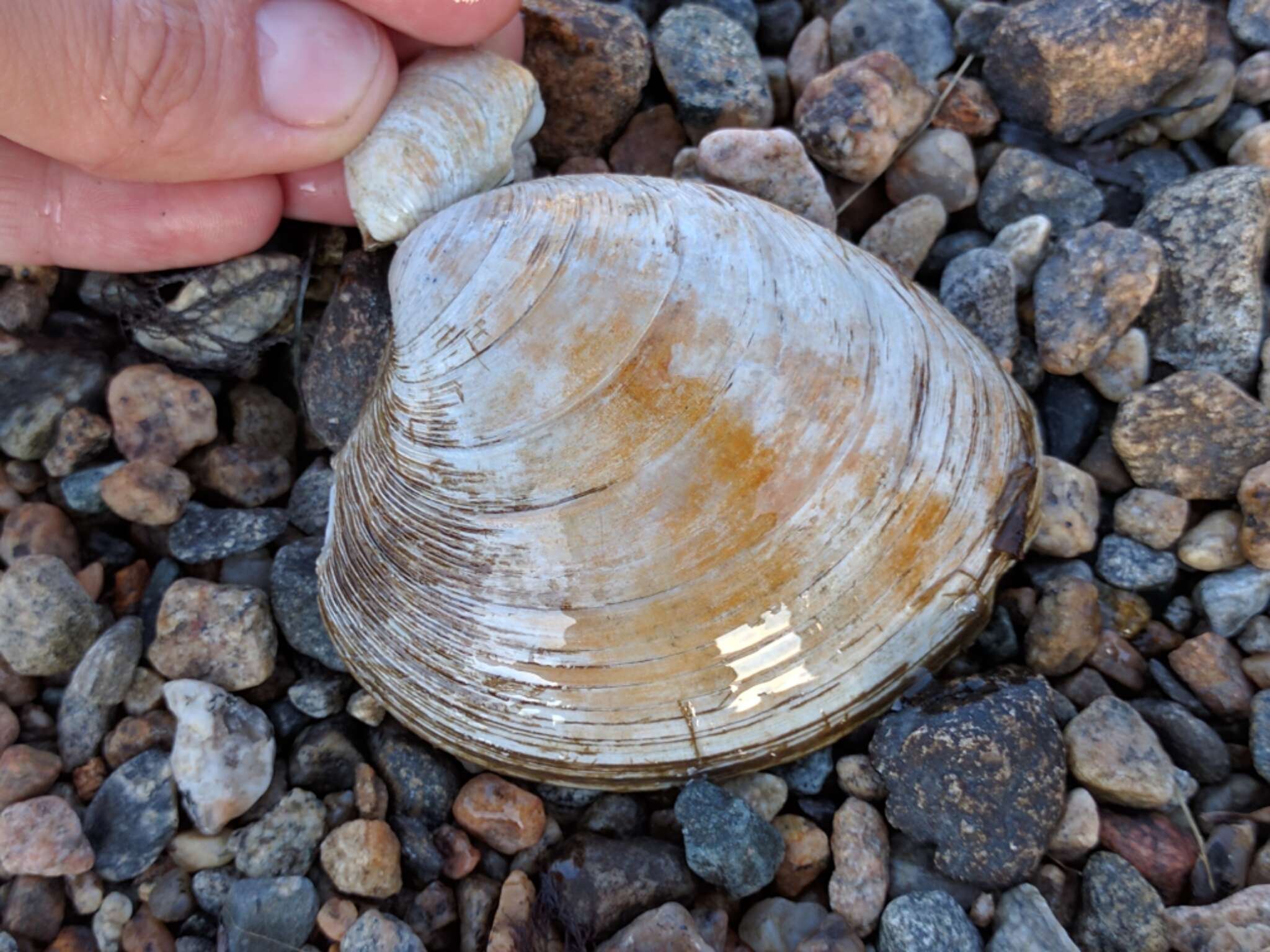 Image of quahog