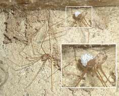 Image of Cellar spider