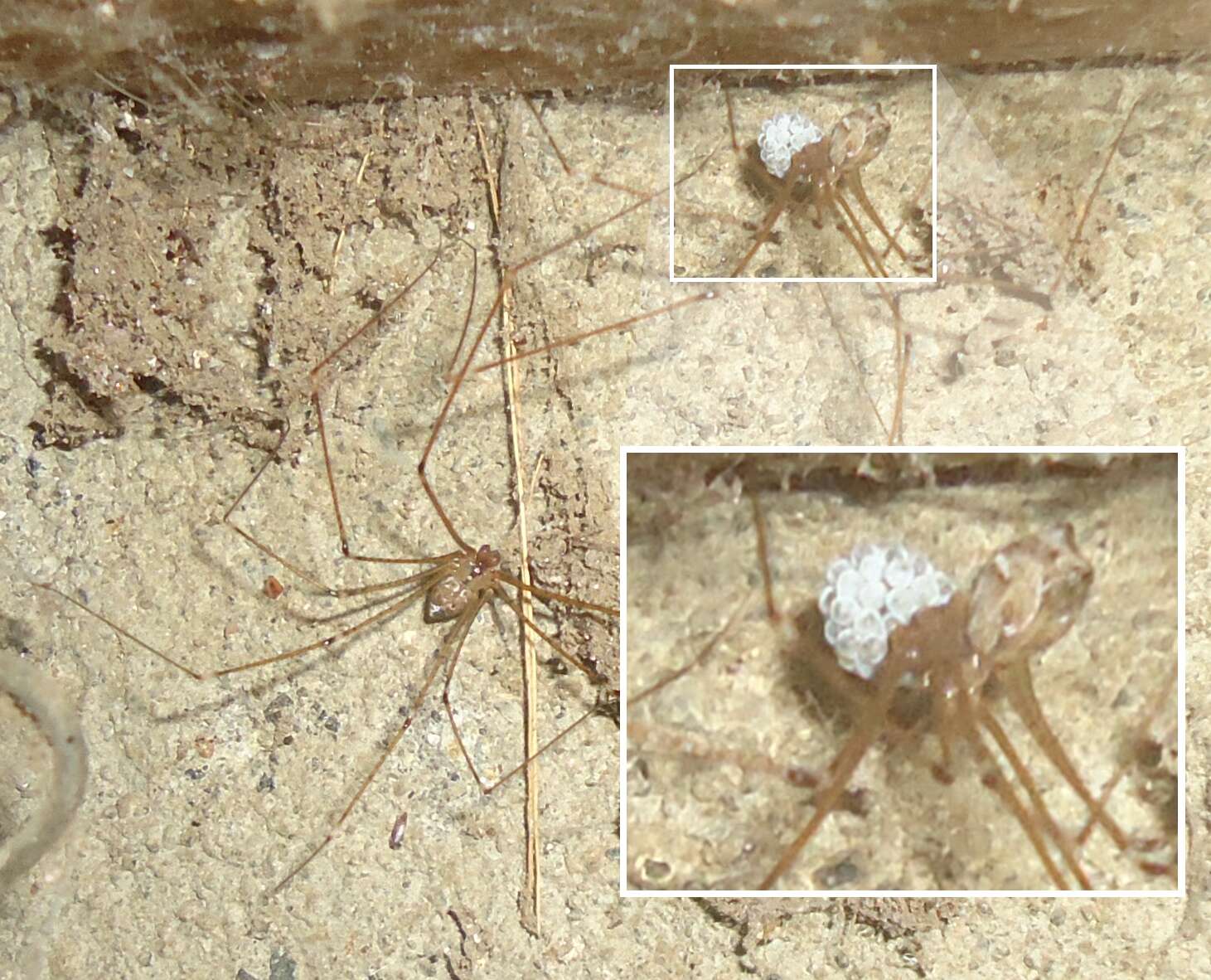 Image of Cellar spider