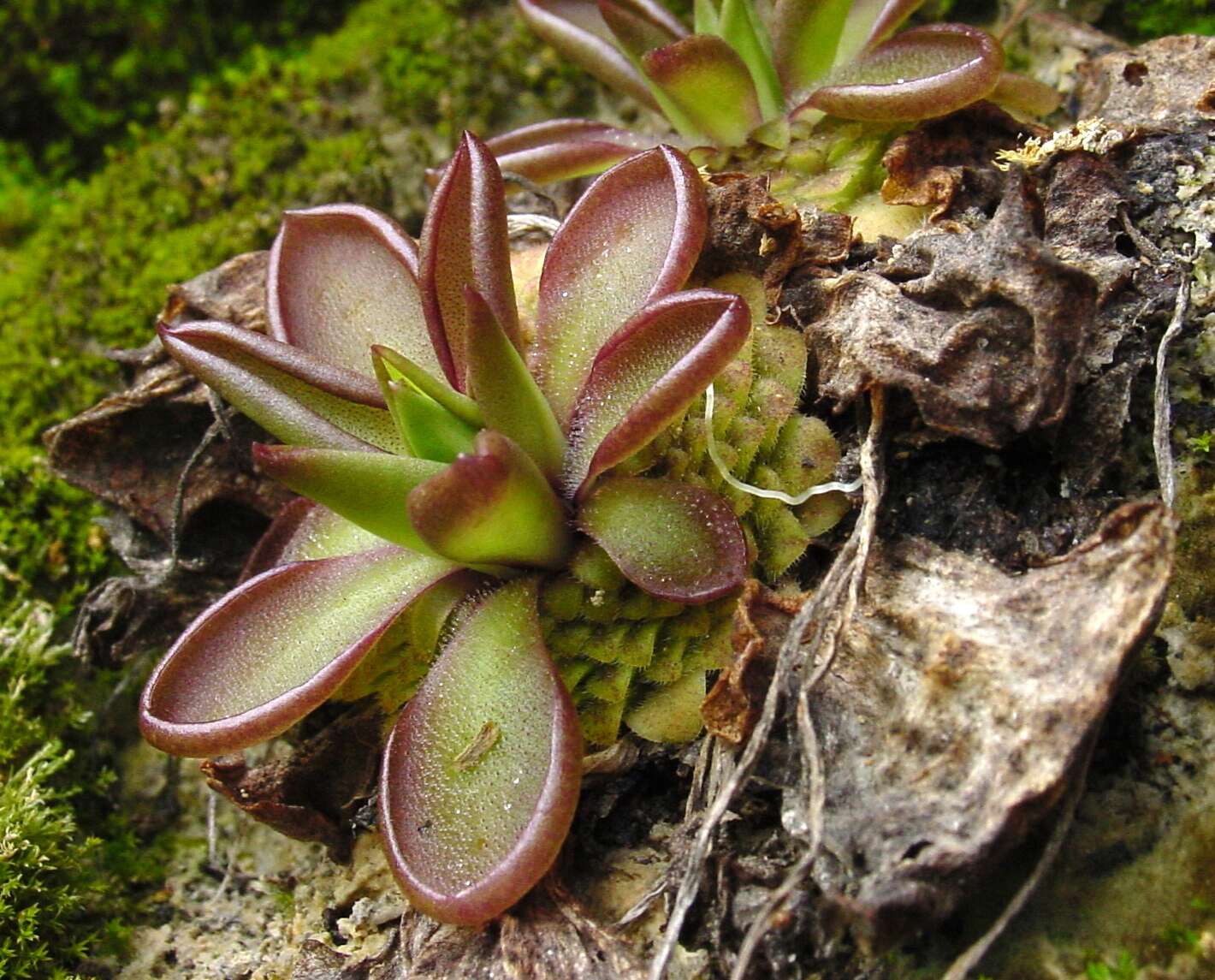 Image of Pinguicula moranensis Kunth