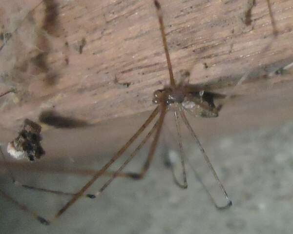 Image of Cellar spider