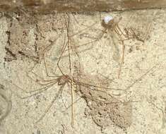 Image of Cellar spider