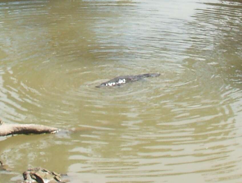 Image of platypus