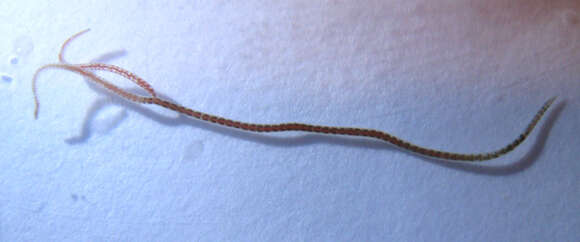 Image of California blackworm