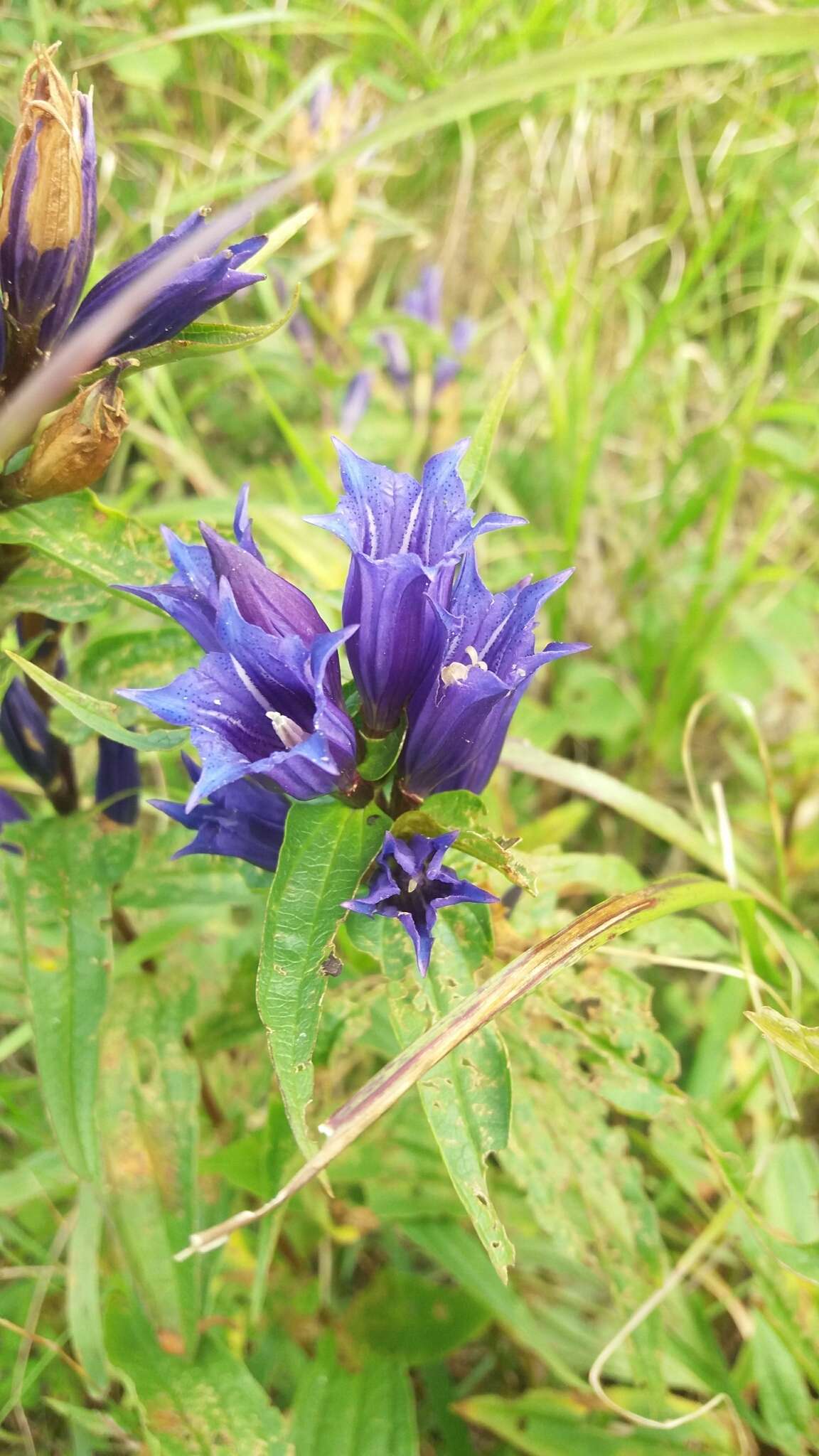 Image of Gentiana asclepiadea L.