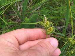 Image of greenstar sedge