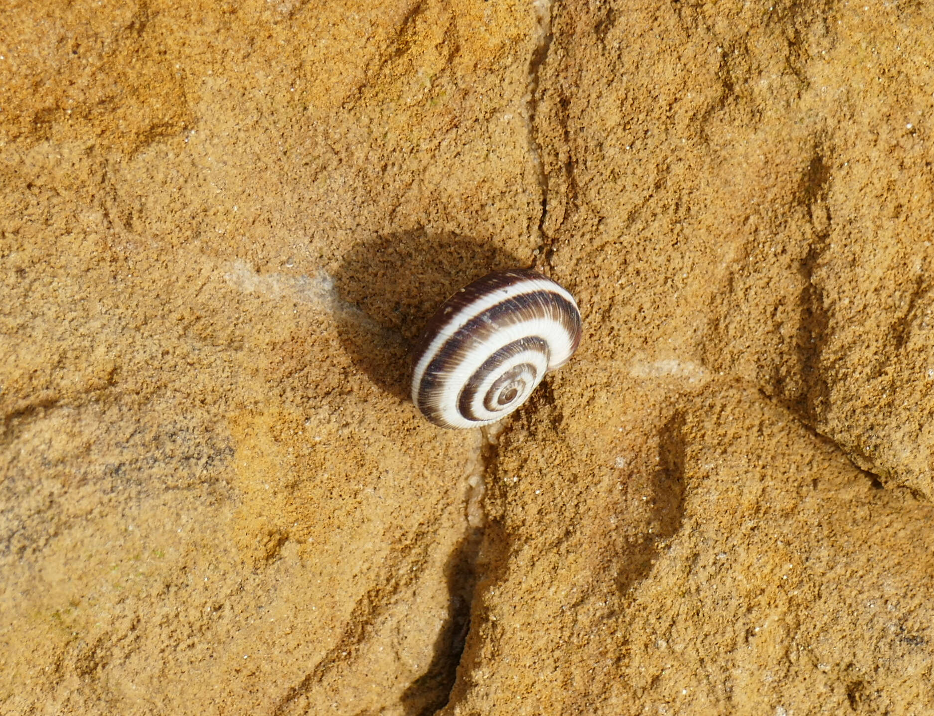 Cernuella cisalpina (Rossmässler 1837) resmi