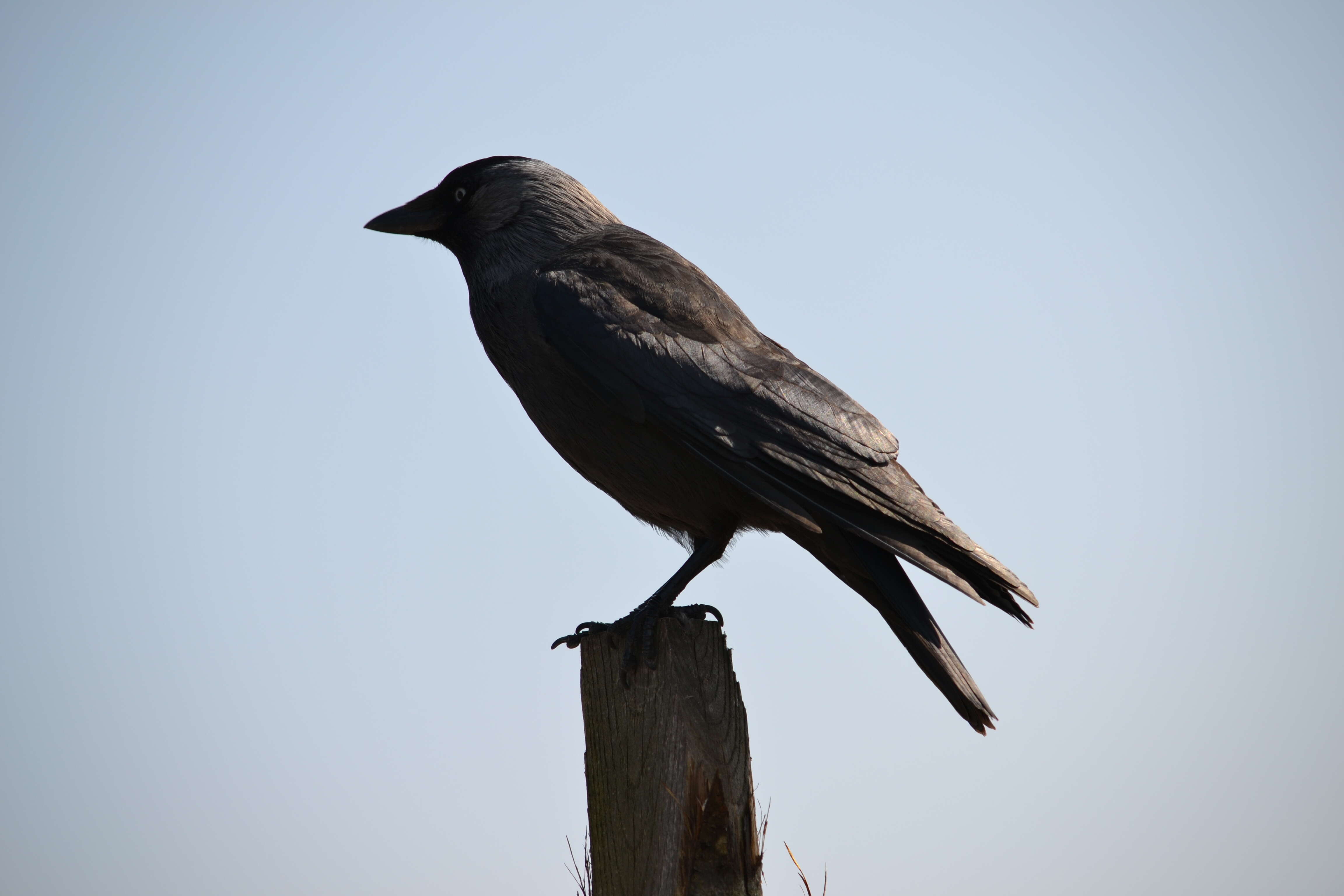 Image of Eurasian Jackdaw