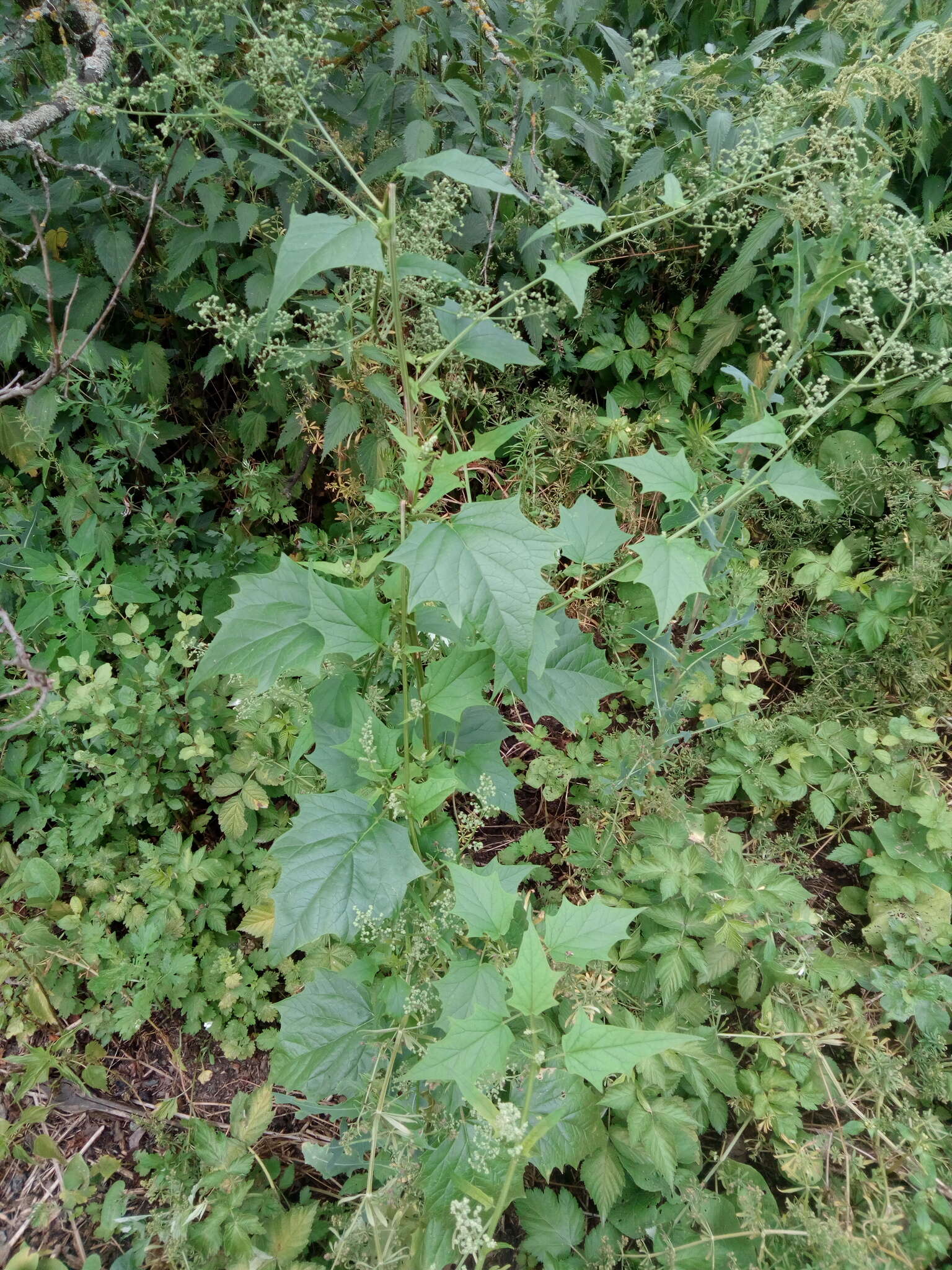 Plancia ëd Chenopodiastrum hybridum (L.) S. Fuentes, Uotila & Borsch