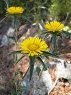 Image of false fleabane