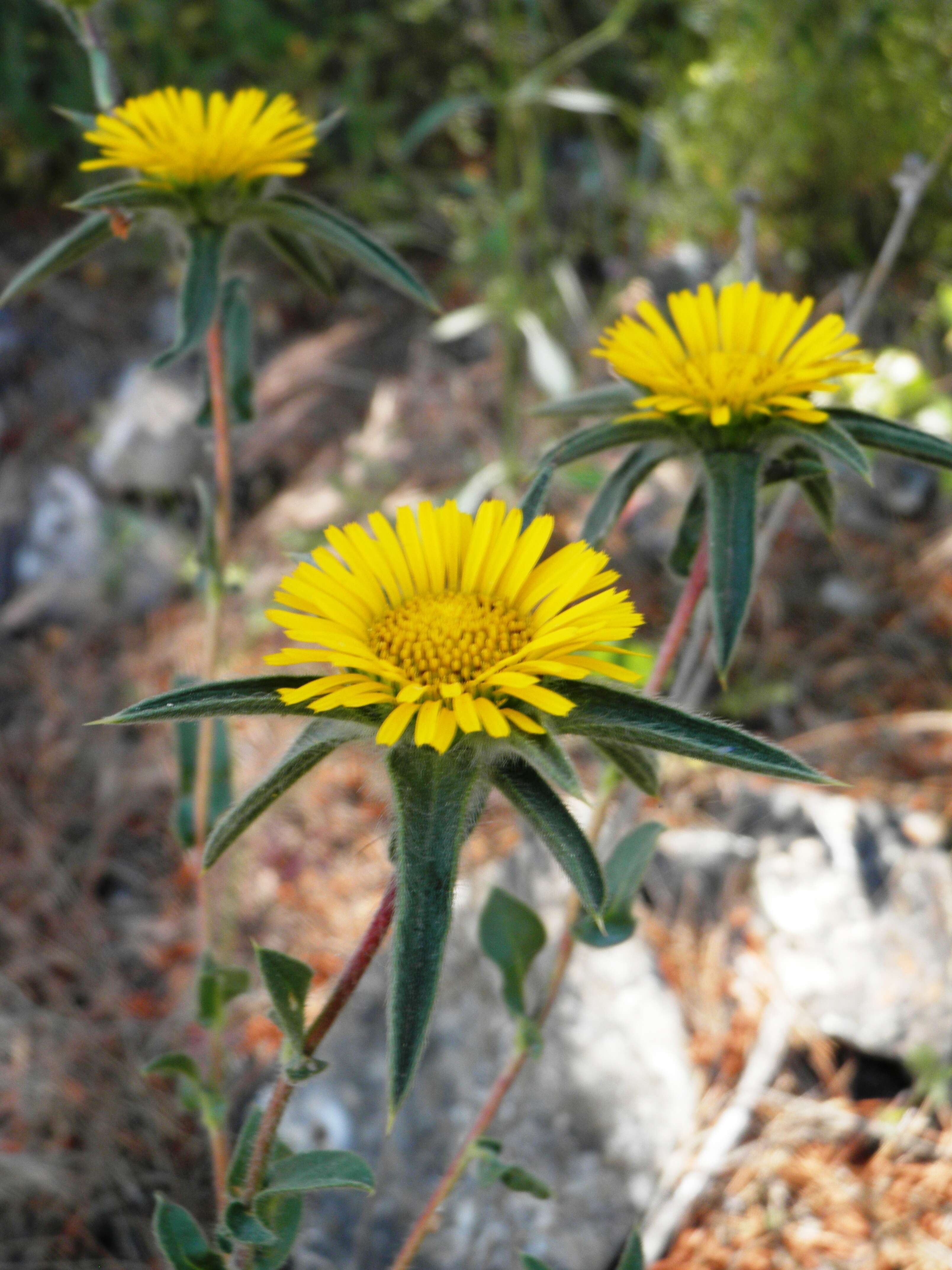 Image of false fleabane