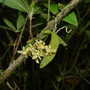 Image of Thrixspermum saruwatarii (Hayata) Schltr.