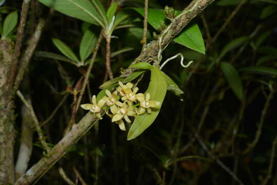 Image of Thrixspermum saruwatarii (Hayata) Schltr.